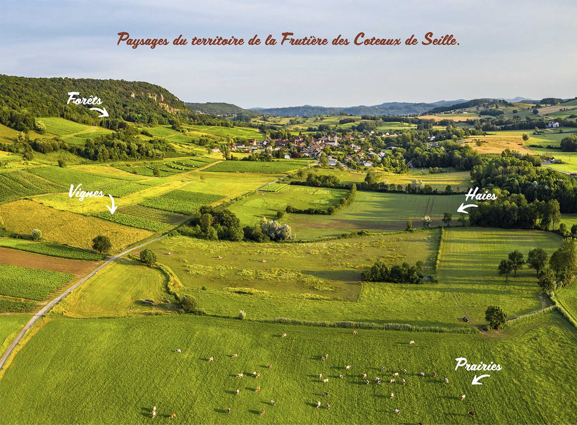 Paysages du Territoire de la Fruitière des Coteaux de Seille : forets, vignes, haies, prairies